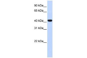 WB Suggested Anti-FOXD1 Antibody Titration:  0. (FOXD1 Antikörper  (Middle Region))