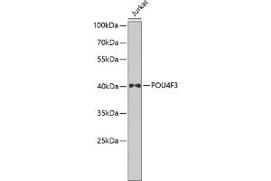 Western blot analysis of extracts of Jurkat cells, using POU4F3 antibody  at 1:1000 dilution. (POU4F3 Antikörper  (AA 1-180))