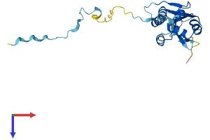 FCF1 Protein (AA 1-198) (His tag)