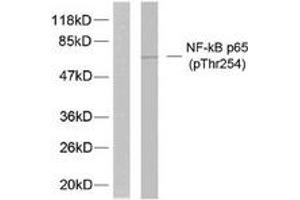 Western blot analysis of extracts from 293 cells treated with TNF-alpha, using NF-kappaB p65 (Phospho-Thr254) Antibody. (NF-kB p65 Antikörper  (pThr254))