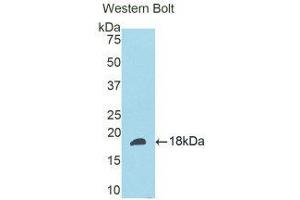 Western Blotting (WB) image for anti-Slit Homolog 3 (SLIT3) (AA 1405-1512) antibody (ABIN1176107) (SLIT3 Antikörper  (AA 1405-1512))