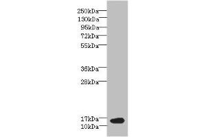 Western blot All lanes: BATF antibody at 6 μg/mL + NIH/3T3 whole cell lysate Secondary Goat polyclonal to rabbit IgG at 1/10000 dilution Predicted band size: 15 kDa Observed band size: 15 kDa (BATF Antikörper  (AA 1-125))