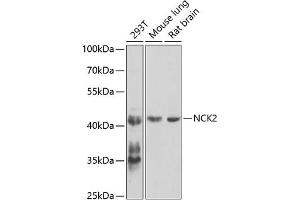 Western blot analysis of extracts of various cell lines, using NCK2 antibody (ABIN6128332, ABIN6144407, ABIN6144408 and ABIN6223694) at 1:1000 dilution. (NCK2 Antikörper  (AA 1-380))