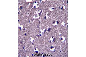 GRID1 Antibody (C-term) (ABIN657574 and ABIN2846579) immunohistochemistry analysis in formalin fixed and paraffin embedded human brain tissue followed by peroxidase conjugation of the secondary antibody and DAB staining. (GRID1 Antikörper  (C-Term))
