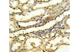 TRAP antibody IHC analysis in formalin fixed and paraffin embedded human kidney tissue (CD40 Ligand Antikörper  (AA 33-62))