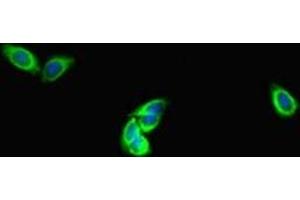 Immunofluorescent analysis of HepG2 cells using ABIN7150861 at dilution of 1:100 and Alexa Fluor 488-congugated AffiniPure Goat Anti-Rabbit IgG(H+L) (DNAH1 Antikörper  (AA 2225-2407))