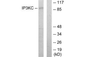 Western Blotting (WB) image for anti-Inositol-Trisphosphate 3-Kinase C (ITPKC) (Internal Region) antibody (ABIN1849902) (ITPKC Antikörper  (Internal Region))