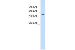 WB Suggested Anti-ZNF498 Antibody Titration:  1. (Zinc Finger and SCAN Domain Containing 25 (ZSCAN25) (Middle Region) Antikörper)