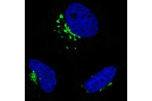 Immunofluorescent staining of HeLa cells with GORASP2 monoclonal antibody, clone CL2610  (Green) shows specific the Golgi apparatus.