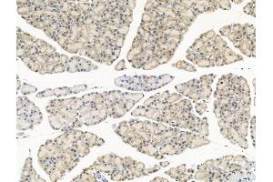 ABIN6260153 and ABIN6268872 at 1/100 staining Rat pancreatic tissue by IHC-P. (Aurora A Antikörper  (C-Term))