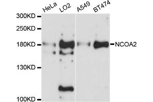 Western blot analysis of extracts of various cell lines, using NCOA2 antibody. (NCOA2 Antikörper)