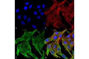 Immunocytochemistry/Immunofluorescence analysis using Rabbit Anti-Kir4. (KCNJ10 Antikörper)