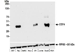 Western Blotting (WB) image for anti-HLA-DR-gamma (CD74) antibody (ABIN7449435) (CD74 Antikörper)