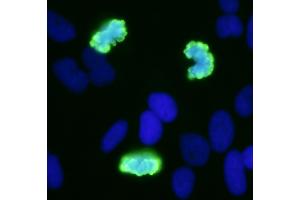 Immunofluorescence (IF) image for anti-Histone H3 (H3) (pSer10) antibody (ABIN7449558) (Histone 3 Antikörper  (pSer10))