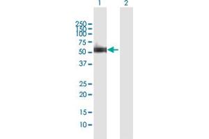 Western Blot analysis of XRCC4 expression in transfected 293T cell line by XRCC4 MaxPab polyclonal antibody.