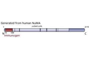 Image no. 3 for anti-Nuclear Mitotic Apparatus Protein 1 (NUMA1) (AA 10-189) antibody (ABIN968039)
