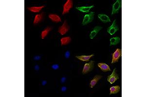 ABIN6259473 and ABIN6275568 staining Hela cells by IF/ICC. (SH3RF3 Antikörper  (C-Term))