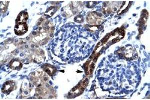 Immunohistochemical staining (Formalin-fixed paraffin-embedded sections) of human kidney with SFRS17A polyclonal antibody  at 4-8 ug/mL working concentration. (SFRS17A Antikörper  (N-Term))