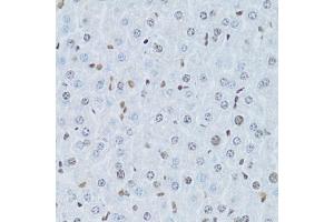 Immunohistochemistry of paraffin-embedded mouse liver using HNF4A Antibody (ABIN5971111) at dilution of 1/100 (40x lens). (HNF4A Antikörper)