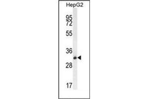 Western blot analysis of OR4K5 Antibody (C-term) in HepG2 cell line lysates (35ug/lane). (OR4K5 Antikörper  (C-Term))