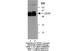 Image no. 1 for anti-CD36 (CD36) (AA 300-400) antibody (ABIN363470) (CD36 Antikörper  (AA 300-400))