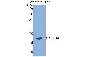 Western Blotting (WB) image for anti-Sema Domain, Immunoglobulin Domain (Ig), Short Basic Domain, Secreted, (Semaphorin) 3F (SEMA3F) (AA 350-483) antibody (ABIN1860521) (SEMA3F Antikörper  (AA 350-483))