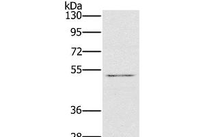Western Blot analysis of HT-29 cell using HTR3C Polyclonal Antibody at dilution of 1:500 (HTR3C Antikörper)