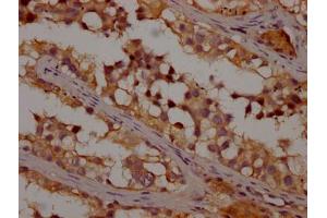 IHC image of ABIN7139968 diluted at 1:200 and staining in paraffin-embedded human testis tissue performed on a Leica BondTM system. (OR1K1 Antikörper  (AA 261-273))