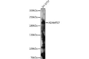 Western blot analysis of extracts of SH-SY5Y cells, using  antibody (ABIN7265441) at 1:1000 dilution. (ADAMTS7 Antikörper  (AA 1600-1686))