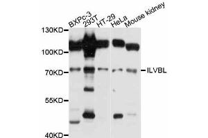Western blot analysis of extracts of various cell lines, using ILVBL antibody (ABIN5997984) at 1:3000 dilution. (ILVBL Antikörper)