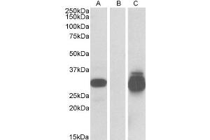 HEK293 lysate (10ug protein in RIPA buffer) overexpressing Human PPPDE1 with C-terminal MYC tag probed with ABIN2564677 (0. (PPPDE1 Antikörper  (Internal Region))