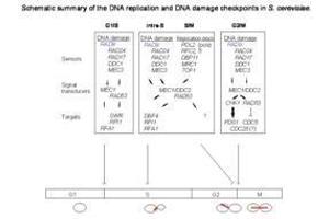 Checkpoints are mechanisms that impose delays in the cell cycle in response to DNA damage or defects in DNA replication, to ensure that mitotic transmission is error-free. (RAD9A Antikörper  (pSer1129))
