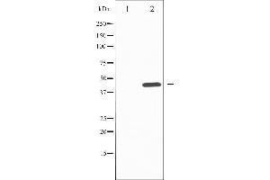 Western blot analysis of SAPK/JNK phosphorylation expression in nocodazole treated HepG2 whole cell lysates,The lane on the left is treated with the antigen-specific peptide. (SAPK, JNK (pTyr185) Antikörper)
