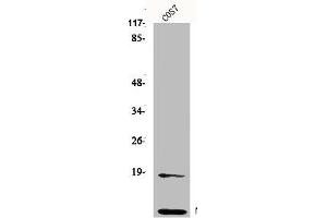 Western Blot analysis of HepG2 cells using Neddylin Polyclonal Antibody (NEDD8 Antikörper  (N-Term))