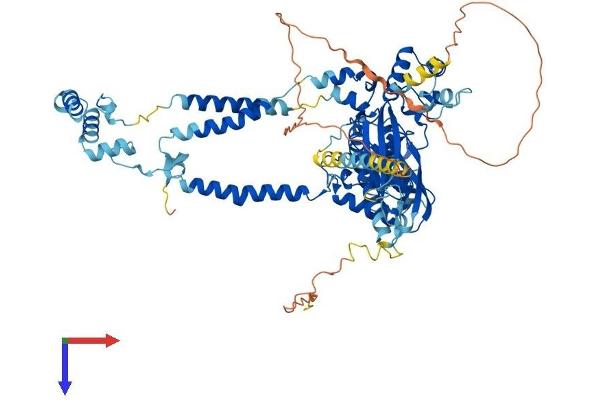 SEC63 Protein (AA 1-760) (His tag)