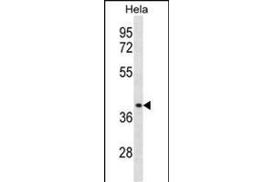 CCBP2 Antibody  (ABIN388746 and ABIN2838995) western blot analysis in Hela cell line lysates (35 μg/lane). (CCBP2 Antikörper  (C-Term))