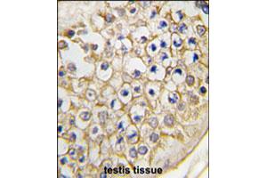 Formalin-fixed and paraffin-embedded human testis tissue reacted with Trpv3 polyclonal antibody  , which was peroxidase-conjugated to the secondary antibody, followed by DAB staining. (TRPV3 Antikörper  (C-Term))