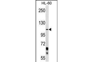 Western blot analysis in HL-60 cell line lysates (35ug/lane). (PCDHA10 Antikörper  (C-Term))