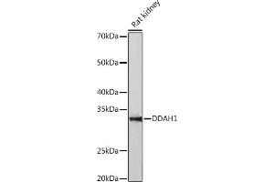 Western blot analysis of extracts of Rat kidney, using DD Rabbit mAb (ABIN7266778) at 1:1000 dilution. (DDAH1 Antikörper)
