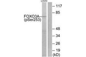 Western blot analysis of extracts from LOVO cells treated with serum 20% 30', using FKHRL1 (Phospho-Ser253) Antibody. (FOXO3 Antikörper  (pSer253))