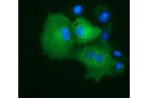 Anti-PRKD2 mouse monoclonal antibody (ABIN2453514) immunofluorescent staining of COS7 cells transiently transfected by pCMV6-ENTRY PRKD2 (RC215335). (PKD2 Antikörper)