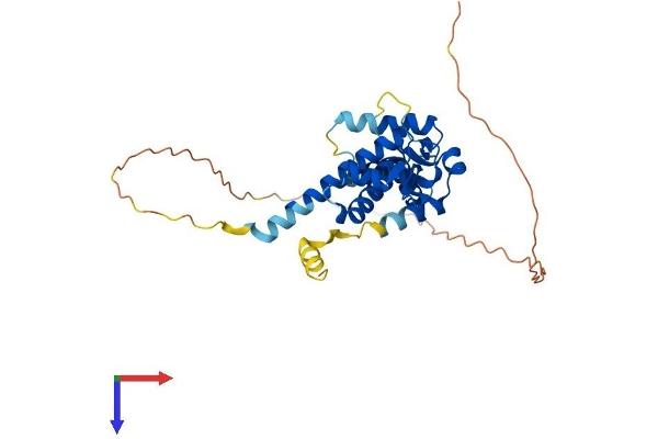 MAGEA8 Protein (AA 1-318) (His tag)