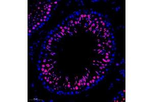Immunofluorescence of paraffin embedded rat testis using RANBP3 (ABIN7075360) at dilution of 1:700 (260x lens)