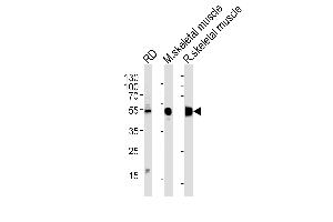 ENOB Antibody (Center) (ABIN1882078 and ABIN2839500) western blot analysis in RD cell line and mouse skeletal muscle,rat skeletal muscle lysates (35 μg/lane). (ENO3 Antikörper  (AA 237-264))