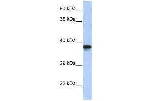 DMRTC2 antibody used at 0. (DMRTC2 Antikörper  (N-Term))