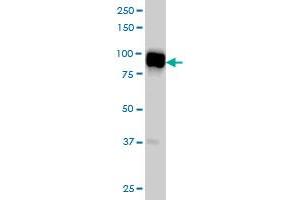 SLMAP monoclonal antibody (M08), clone 2A7 Western Blot analysis of SLMAP expression in A-431 . (SLMAP Antikörper  (AA 677-784))