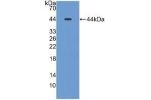 Detection of Recombinant MUC5B, Rat using Polyclonal Antibody to Mucin 5 Subtype B (MUC5B) (MUC5B Antikörper  (AA 898-1002))