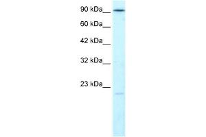 LIG4 antibody used at 1.