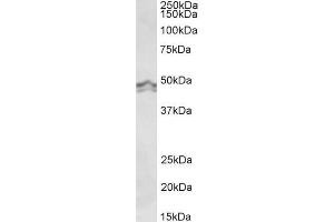 ABIN5539537 (0. (HRH3 Antikörper  (Internal Region))