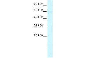 Western Blotting (WB) image for anti-X-Ray Repair Complementing Defective Repair in Chinese Hamster Cells 5 (Double-Strand-Break Rejoining) (XRCC5) (C-Term) antibody (ABIN2778271)
